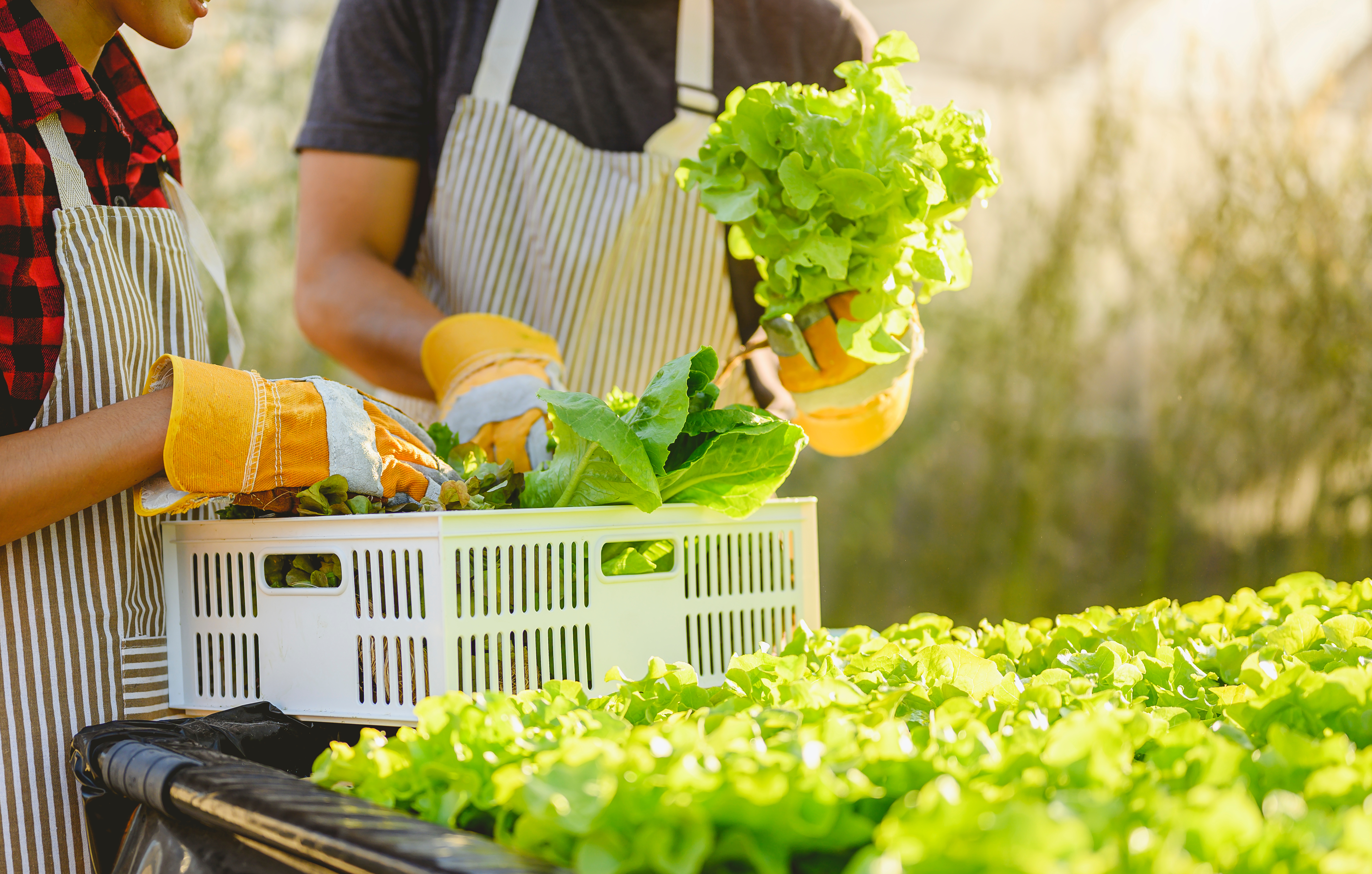 Urban Growers
