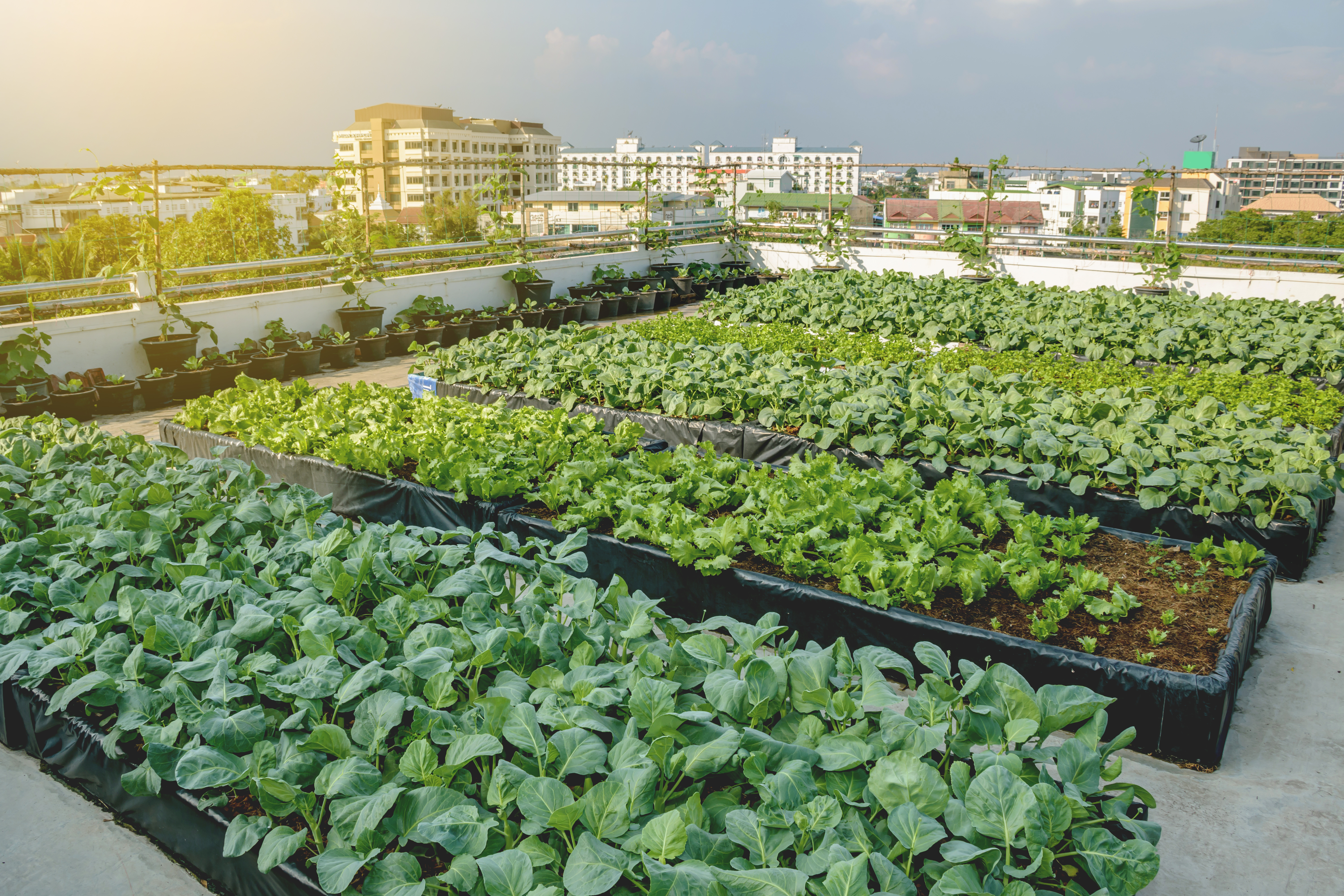 Urban Garden