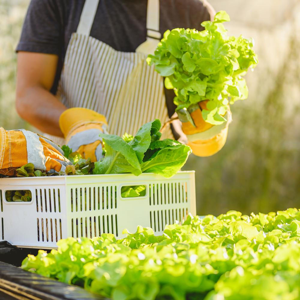 Urban Growers